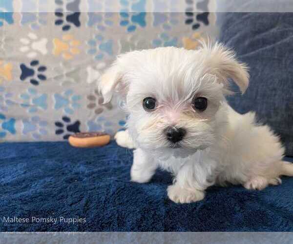 Medium Photo #3 Maltese Puppy For Sale in OCALA, FL, USA