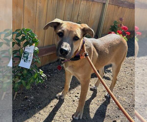 Medium Photo #3 Mutt Puppy For Sale in San Diego, CA, USA