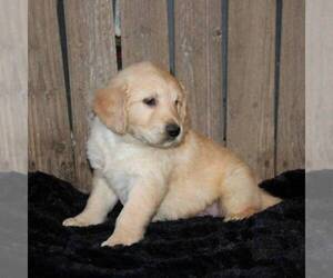 Golden Retriever Puppy for sale in STANLEY, WI, USA