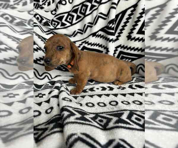 Medium Photo #1 Dachshund Puppy For Sale in BREVARD, NC, USA