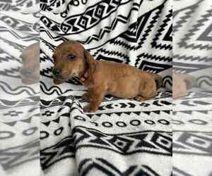 Dachshund Puppy for sale in BREVARD, NC, USA