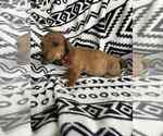 Small Dachshund