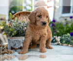 Small Photo #30 Goldendoodle Puppy For Sale in KIRKWOOD, PA, USA
