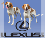 Small Pointer Mix