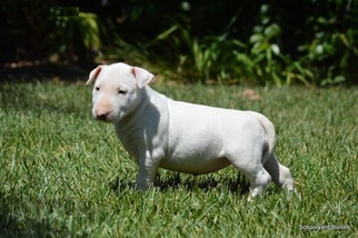 Bull Terrier Puppy for sale in BOSTON, MA, USA
