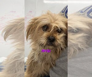 Border Terrier-Havanese Mix Dogs for adoption in Chico, CA, USA
