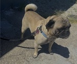 Small Photo #1 Pug Puppy For Sale in LANCASTER, CA, USA
