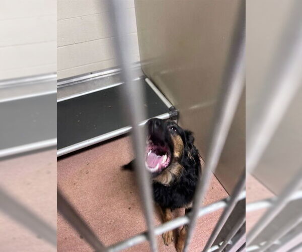 Medium Photo #1 Border Collie-Unknown Mix Puppy For Sale in Ogden, UT, USA