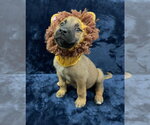 Small Photo #2 Mutt Puppy For Sale in Imlay City, MI, USA
