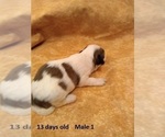 Small Photo #9 Havanese Puppy For Sale in DREXEL, MO, USA