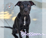 Small #18 Labrador Retriever-Staffordshire Bull Terrier Mix