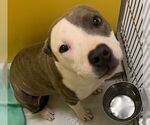 Small #3 American Pit Bull Terrier