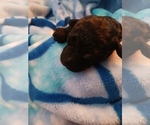 Small Photo #2 Poodle (Toy) Puppy For Sale in SAVANNAH, GA, USA