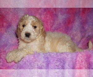 Labradoodle Puppy for sale in LA HABRA, CA, USA
