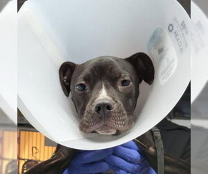 Mutt Dogs for adoption in San Antonio, TX, USA