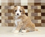 Small #4 Bernedoodle (Miniature)-Cavapoo (Miniature) Mix