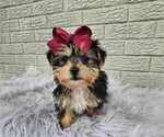 Small #3 Yorkshire Terrier