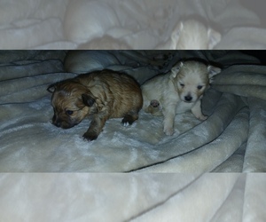 Chihuahua-Chiranian Mix Puppy for sale in WEST POINT, IL, USA