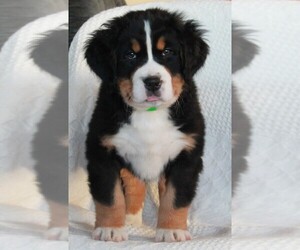 Bernese Mountain Dog Puppy for sale in FREDERICKSBURG, OH, USA