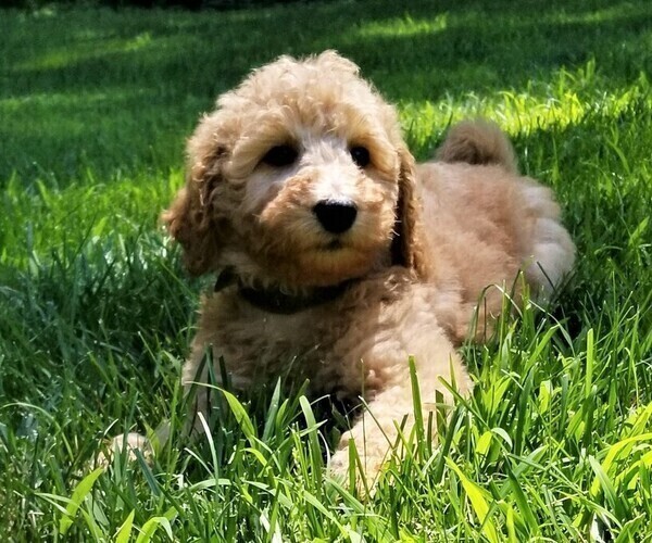 Medium Photo #4 Poodle (Standard) Puppy For Sale in WILSON, CT, USA