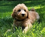 Small Photo #4 Poodle (Standard) Puppy For Sale in WILSON, CT, USA