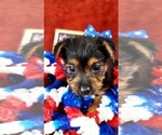 Small #3 Yorkshire Terrier