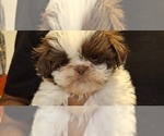 Image preview for Ad Listing. Nickname: Litter of 3