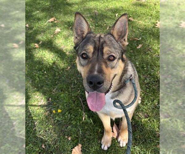 Medium Photo #2 German Shepherd Dog-Unknown Mix Puppy For Sale in Redlands, CA, USA