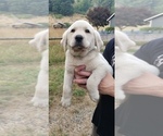 Small #9 Labrador Retriever
