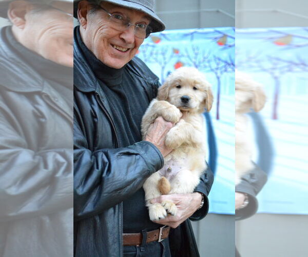 Medium Photo #4 Golden Retriever Puppy For Sale in Germanton, TN, USA