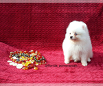 Small Photo #1 Pomeranian Puppy For Sale in PALM BCH GDNS, FL, USA
