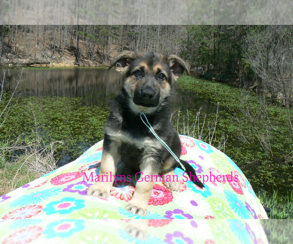 Medium Photo #2 German Shepherd Dog Puppy For Sale in PIEDMONT, MO, USA