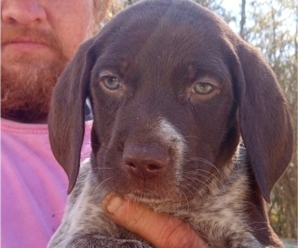 Medium Photo #4 German Shorthaired Pointer Puppy For Sale in ALFORD, FL, USA