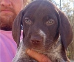 Small Photo #4 German Shorthaired Pointer Puppy For Sale in ALFORD, FL, USA