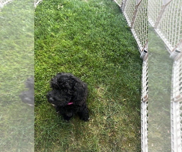 Medium Photo #27 Cavapoo (Miniature) Puppy For Sale in MEDFORD, OR, USA