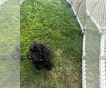 Small Photo #27 Cavapoo (Miniature) Puppy For Sale in MEDFORD, OR, USA