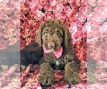 Small Photo #4 Aussiedoodle Puppy For Sale in PORT DEPOSIT, MD, USA