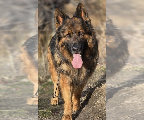 Medium Photo #1 German Shepherd Dog Puppy For Sale in HESPERIA, CA, USA