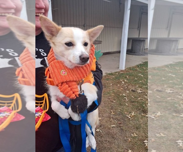 Medium Photo #2 Pomimo Puppy For Sale in Princeton, MN, USA