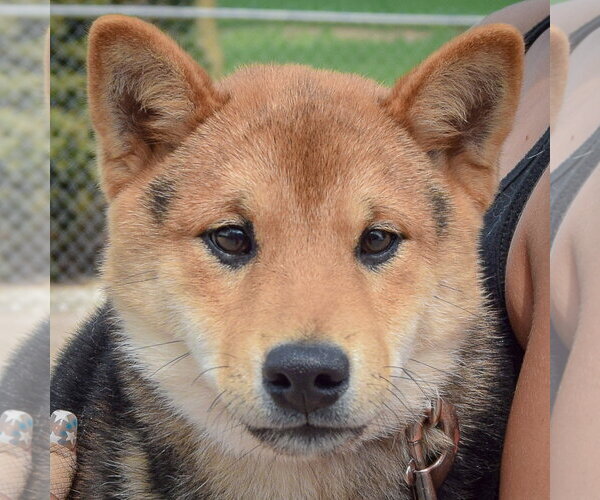 Medium Photo #5 Shiba Inu Puppy For Sale in Huntley, IL, USA