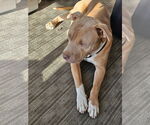 Small #3 American Pit Bull Terrier