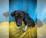 Small #4 Dachshund Mix