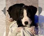 Small #2 Labrador Retriever