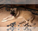 Small #2 Anatolian Shepherd Mix