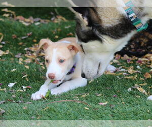 Huskies -Unknown Mix Dogs for adoption in San Diego, CA, USA