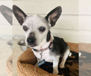 Chihuahua Dogs for adoption in Gulfport, MI, USA