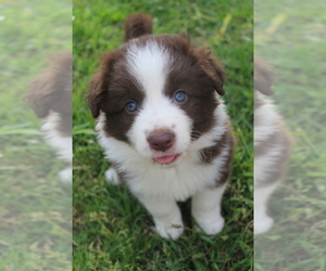 Border Collie Puppy for sale in DENISON, TX, USA