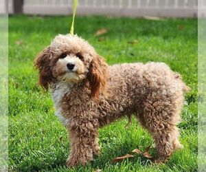 Father of the Goldendoodle (Miniature) puppies born on 06/16/2025