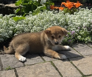 Shiba Inu Puppy for sale in CANOGA, NY, USA