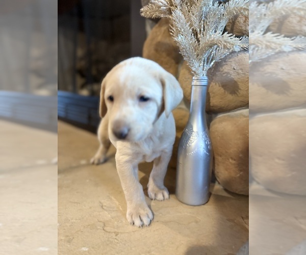 Medium Photo #54 Labrador Retriever Puppy For Sale in LEASBURG, MO, USA